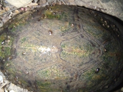 Kinosternon scorpioides