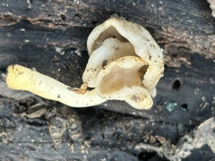 Helvellaceae