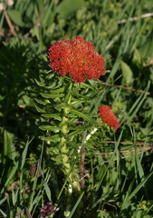 Rhodiola kirilowii