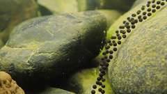 Bufo gargarizans