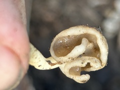 Helvellaceae