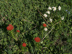 Anemonastrum protractum