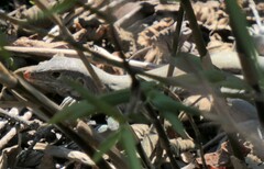 Pholidoscelis auberi