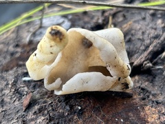 Helvellaceae