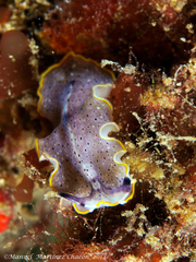 Prostheceraeus moseleyi