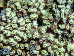 Stegastes partitus