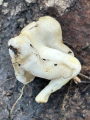 Helvellaceae