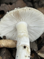 Amanita novinupta