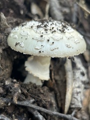 Amanita novinupta