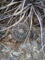 Mammillaria heyderi