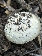 Amanita novinupta