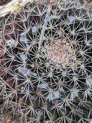 Mammillaria heyderi