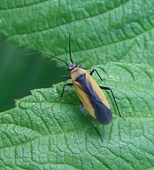 Lopidea robiniae