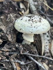 Amanita novinupta