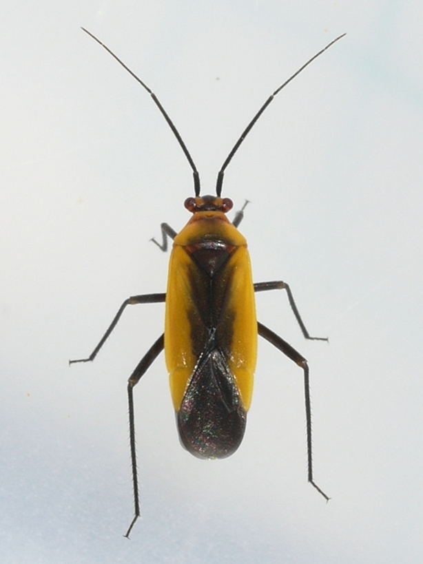 Black Locust Bug