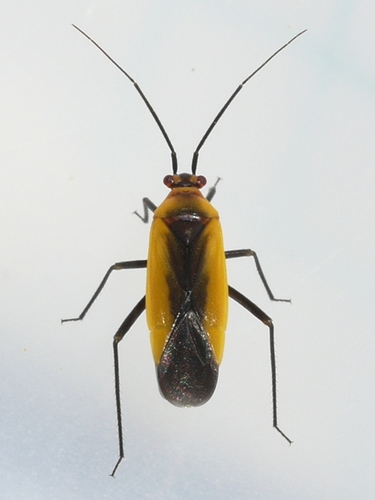 Black Locust Bug