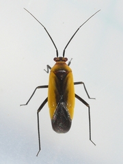 Lopidea robiniae