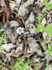 Moehringia lateriflora