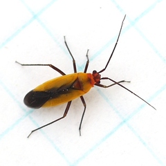 Lopidea robiniae