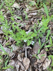 Moehringia lateriflora