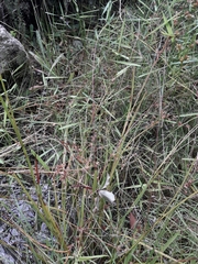 Juncus prismatocarpus