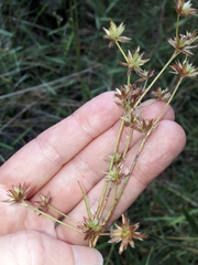 Juncus prismatocarpus