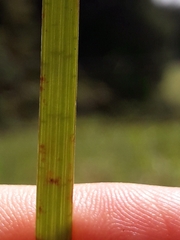 Juncus prismatocarpus