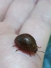 Dicranosterna semipunctata