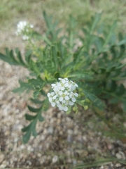 Lepidium thurberi