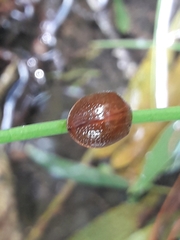 Dicranosterna semipunctata