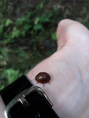 Dicranosterna semipunctata