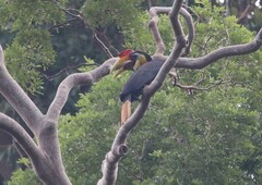 Rhabdotorrhinus corrugatus