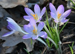 Crocus tommasinianus