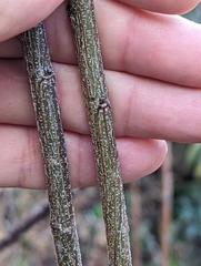 Erythranthe glabrata