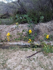 Erythranthe glabrata