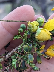 Erythranthe glabrata