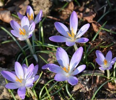 Crocus tommasinianus