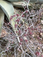 Calliandra eriophylla