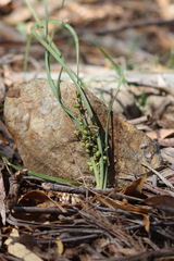 Lomandra multiflora dura