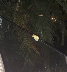 Trachycephalus vermiculatus