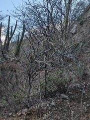 Cylindropuntia thurberi