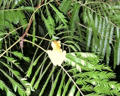 Trachycephalus vermiculatus