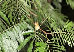 Trachycephalus vermiculatus