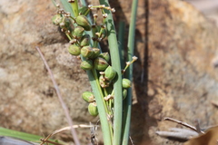 Lomandra multiflora dura