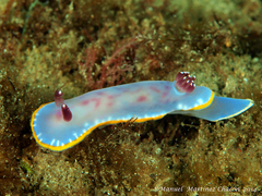 Felimida purpurea