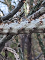 Cylindropuntia thurberi