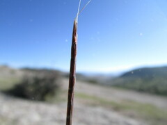 Schizachyrium tenerum