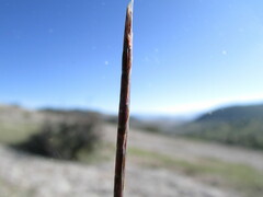 Schizachyrium tenerum