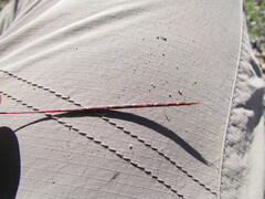 Schizachyrium tenerum