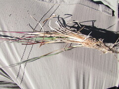 Schizachyrium tenerum